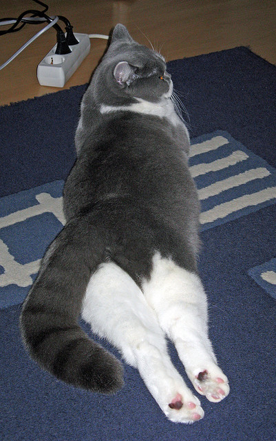 九游官网下载app下载-“荣耀瞬间:冠军车手的传奇收藏”,荣耀冠军3dm